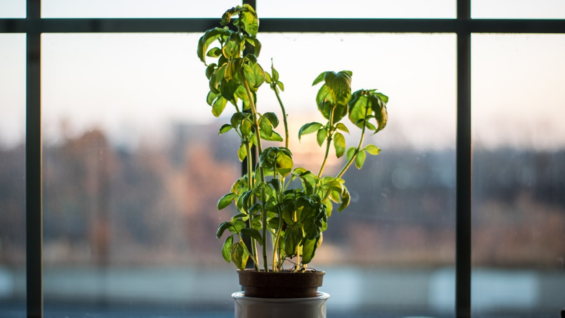 Top Science-Based Benefits of Indoor Plants