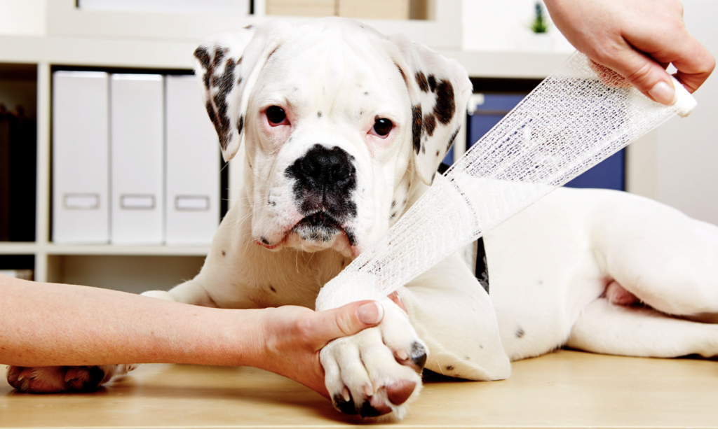 Joint Pain in Dogs - Identify the Signs; Don't Delay the Treatment