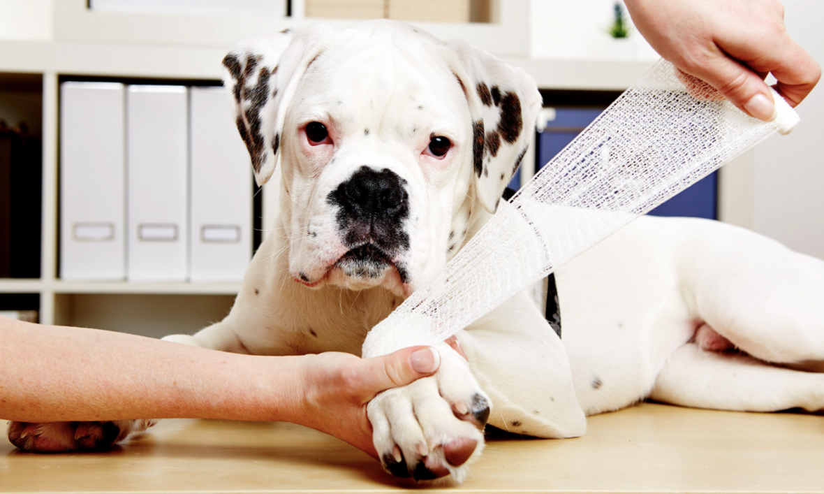 Joint Pain in Dogs Identify the Signs; Don't Delay the Treatment