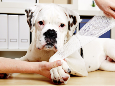 Joint Pain in Dogs - Identify the Signs; Don't Delay the Treatment