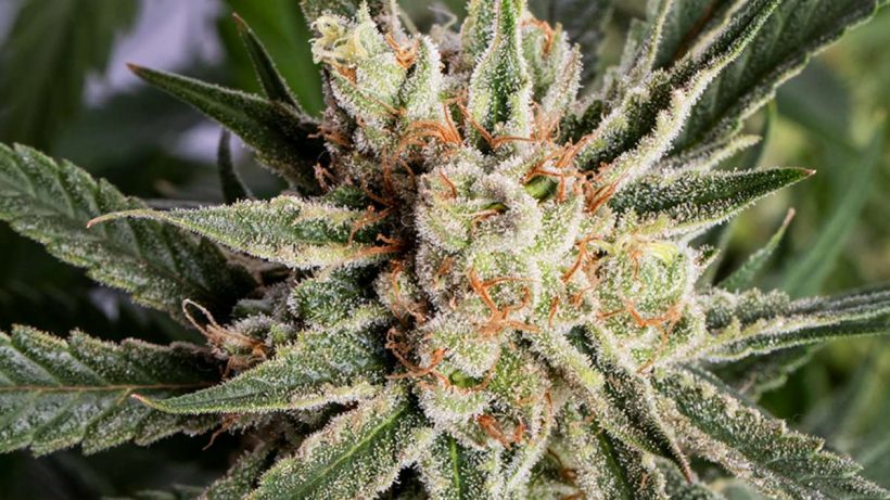 Banana Kush Feminized Seeds