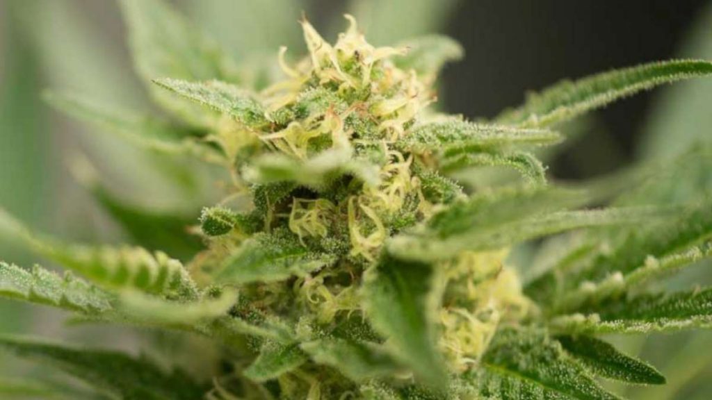 Development of Haze Autoflowering Seeds