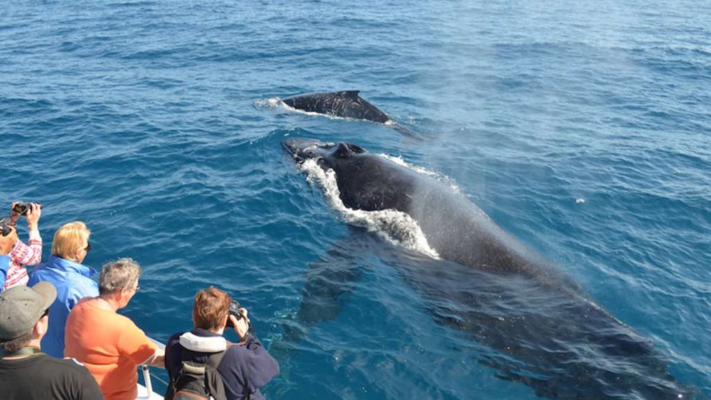 Captain Jako Hall Shares The World's Best Destinations for Whale Watching