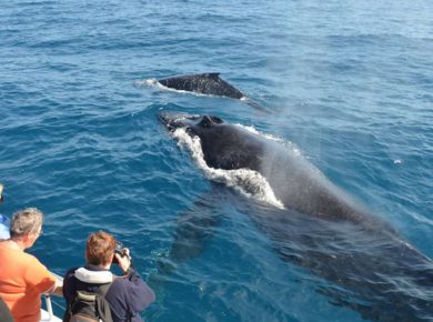 Captain Jako Hall Shares The World's Best Destinations for Whale Watching