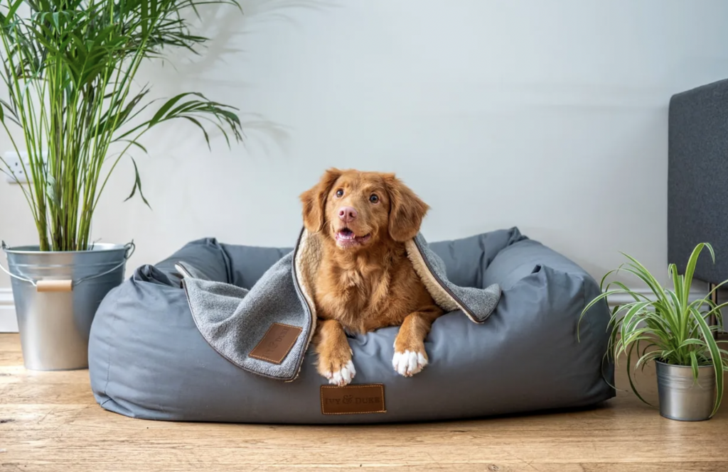 Ways to Make Your Home Dog Friendly