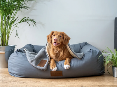 Ways to Make Your Home Dog Friendly