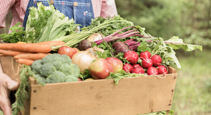 6 Factors that Will Help You in Setting Up an Organic Farm