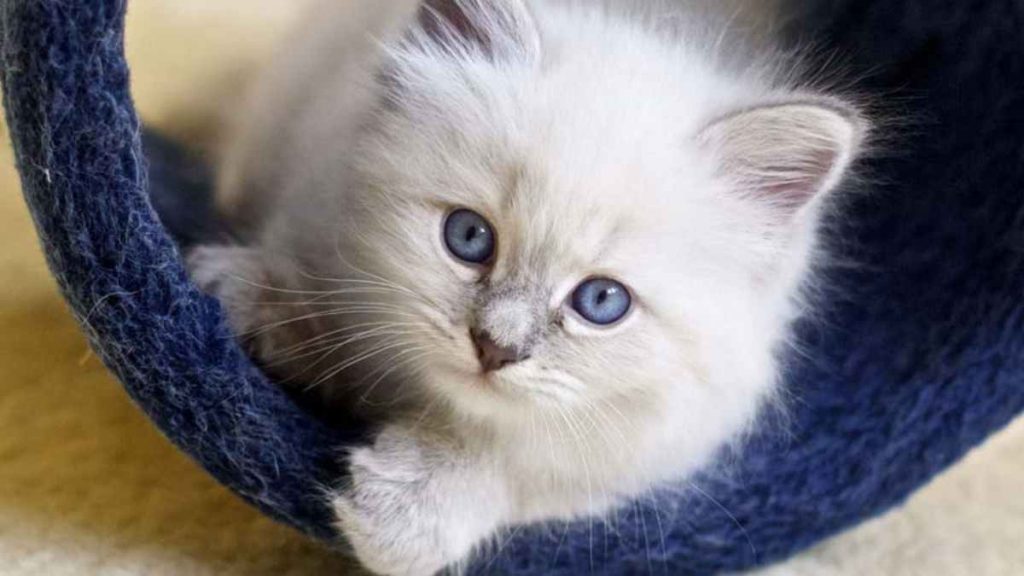 Safety and Money-Saving Tips when Buying a Siberian Kitten Online