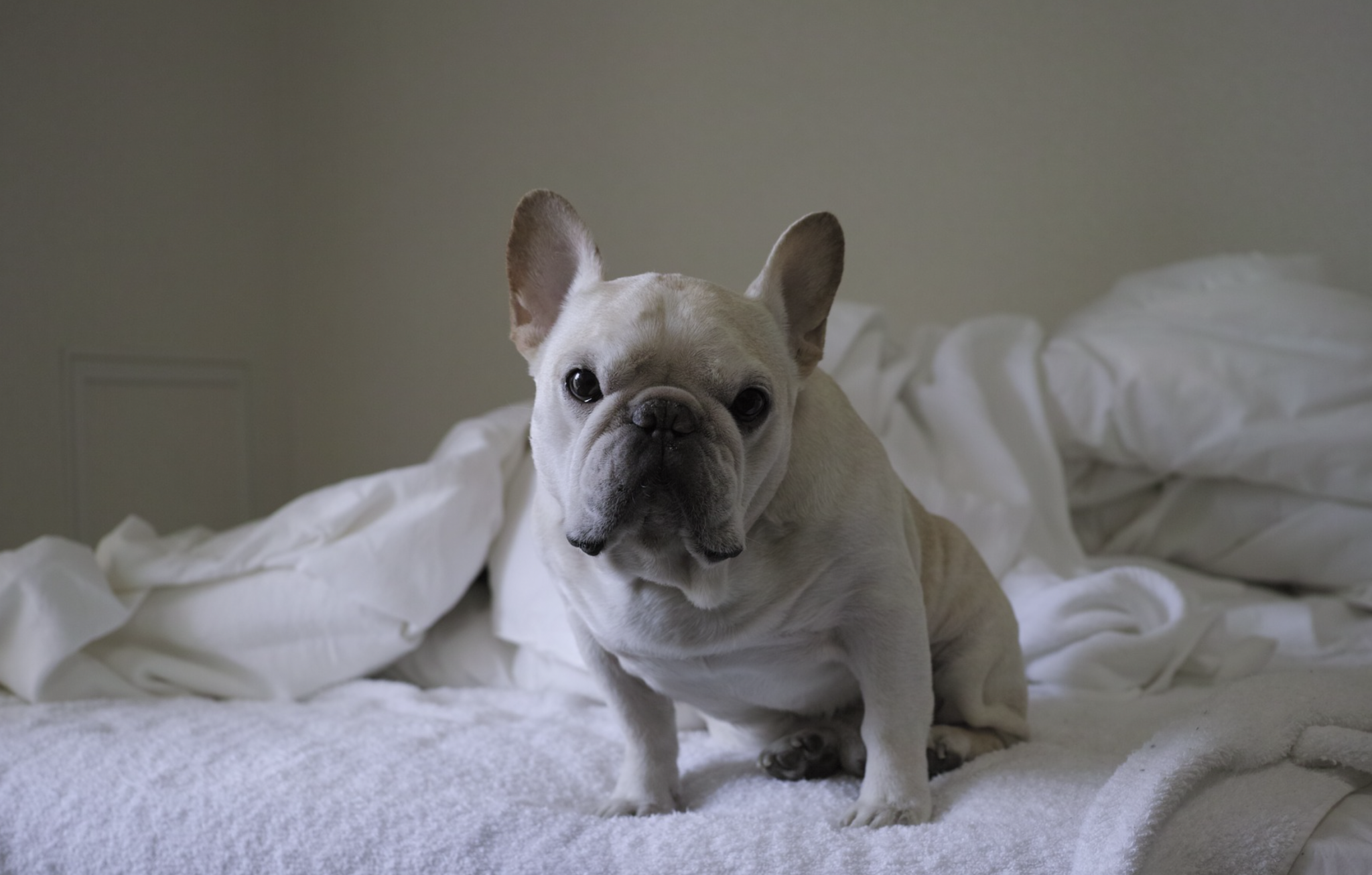 5 Best Dog Breeds For Rentals | Omega Underground