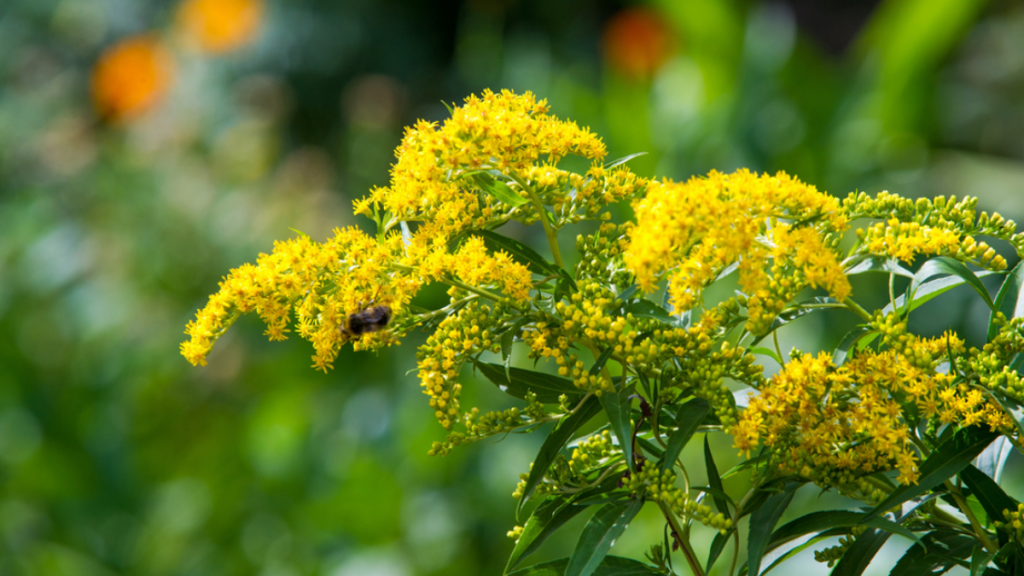 The Shift toward Native Plant Gardens in the US