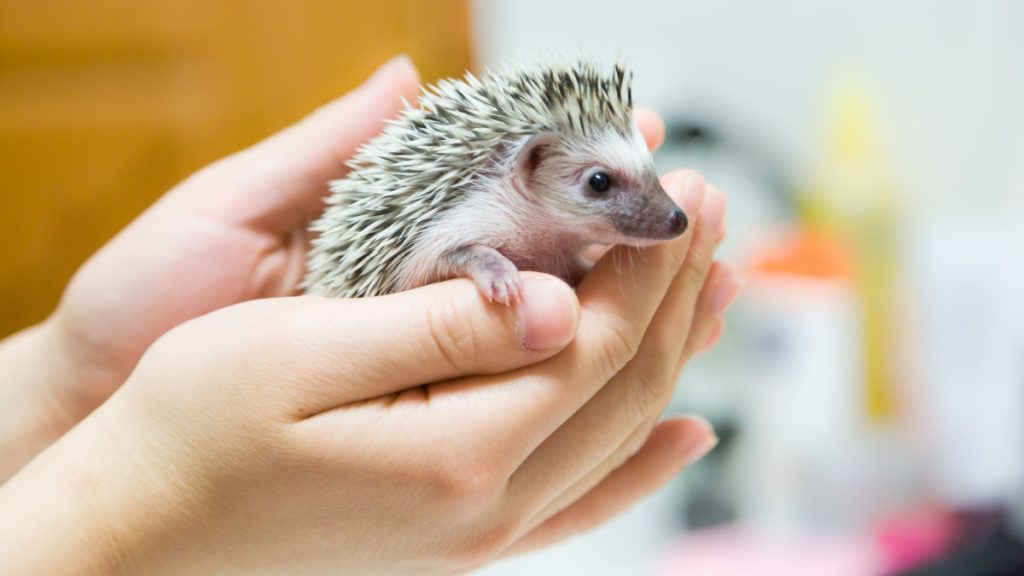 Best Small Animals for Condos