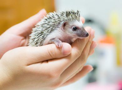 Best Small Animals for Condos