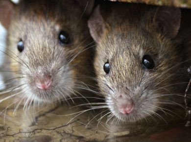 How Dangerous Is Rat Infestation For Humans