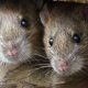 How Dangerous Is Rat Infestation For Humans