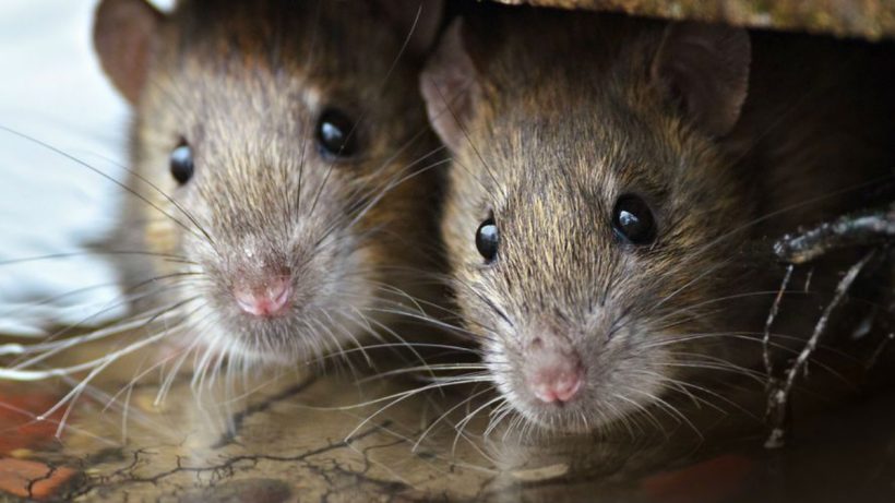 How Dangerous Is Rat Infestation For Humans