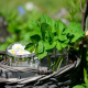 Herb Gardening in Singapore: Best Herbs to Grow at Home