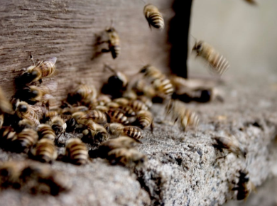 5 Reasons to Choose Beehive Removal Rather than Hive Destruction