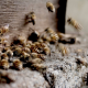 5 Reasons to Choose Beehive Removal Rather than Hive Destruction