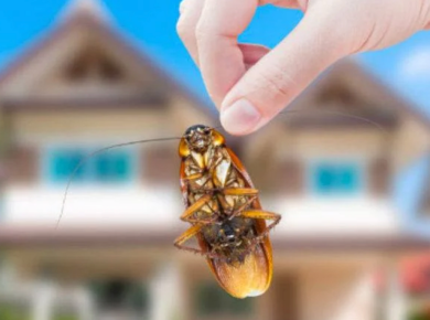 6 Pointers that Let You Know What to Expect From a Pest Control Service