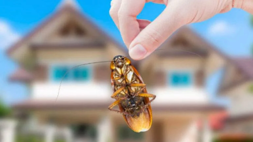 6 Pointers that Let You Know What to Expect From a Pest Control Service