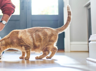 Tips for Optimizing Your Cat’s Feeding Zone