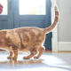 Tips for Optimizing Your Cat’s Feeding Zone