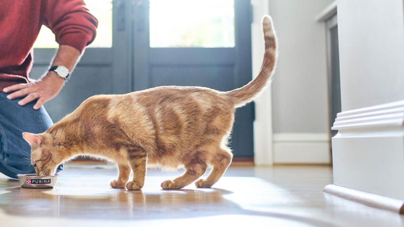 Tips for Optimizing Your Cat’s Feeding Zone